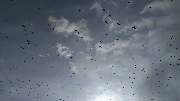 Muitos Corvos Céu Inverno Árvores — Fotografia de Stock