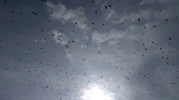 Muchos Cuervos Cielo Invernal Árboles — Foto de Stock