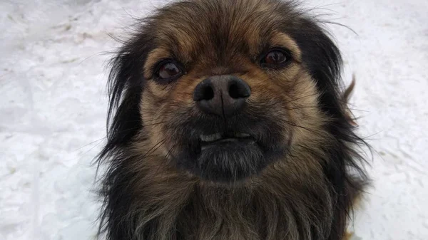 Смішний Голодний Домашній Собака — стокове фото