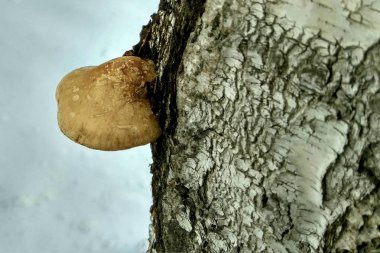 Mantar ağaçları kış kar altında