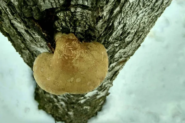 Las Setas Sobre Los Árboles Invierno Bajo Nieve — Foto de Stock