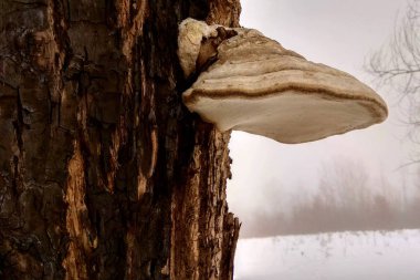 Mantar ağaçları kış kar altında