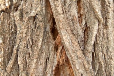 Ahşap doku arka plan, ağaç