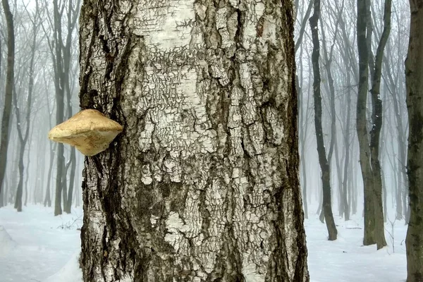 Las Setas Sobre Los Árboles Invierno Bajo Nieve — Foto de Stock