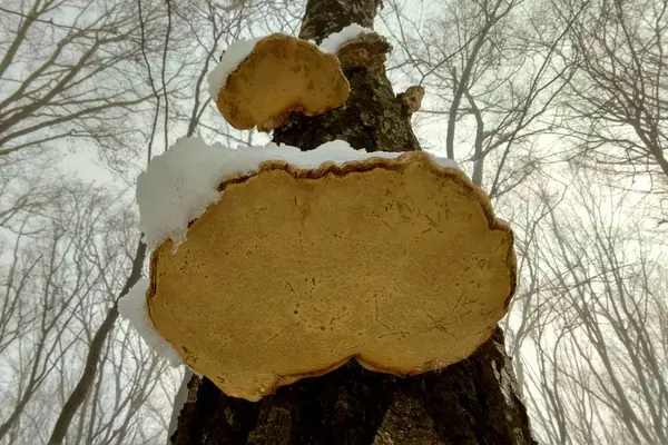 Las Setas Sobre Los Árboles Invierno Bajo Nieve — Foto de Stock