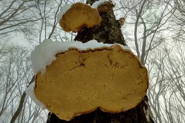 Las Setas Sobre Los Árboles Invierno Bajo Nieve — Foto de Stock