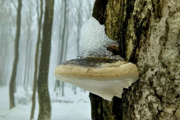 Mushrooms on trees in winter under snow