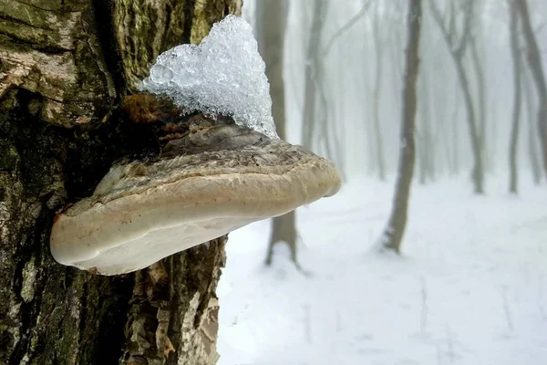 Paddestoelen Bomen Winter Onder Sneeuw — Stockfoto