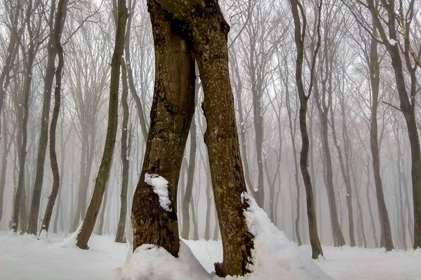 Дерево Которое Идет Напоминает Ноги Человека — стоковое фото