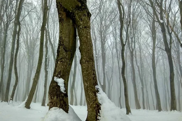 Drzewa Która Idzie Przypomina Nogi Osoba — Zdjęcie stockowe