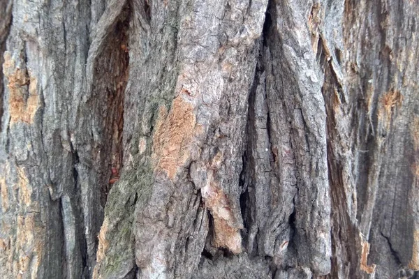Dřevo Textury Pozadí Strom — Stock fotografie