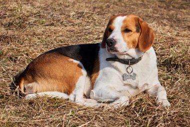 Üzgün bilge beagle, yaşlı köpek