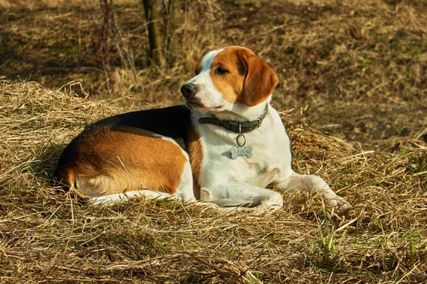 Sad Wise Beagle Old Dog — Stock Photo, Image