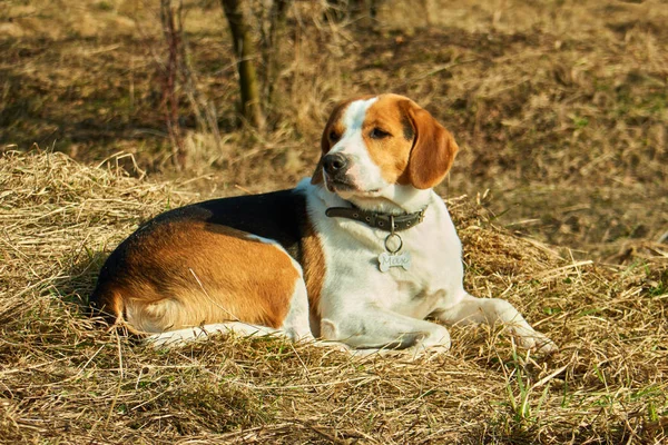 Smutné Moudrý Beagle Starého Psa — Stock fotografie