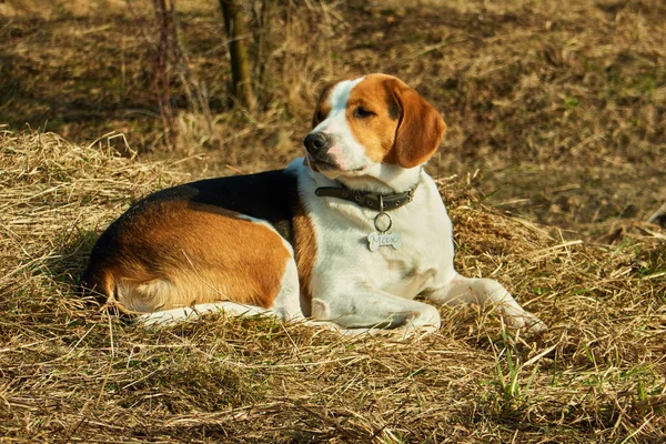 Smutné Moudrý Beagle Starého Psa — Stock fotografie