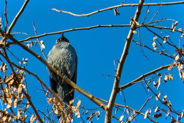 Bir dal, gökyüzü arka plan üzerinde kuş oturur