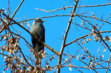 Bir dal, gökyüzü arka plan üzerinde kuş oturur