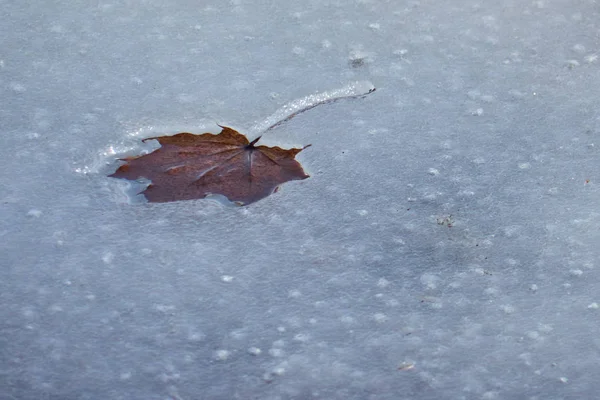 Ξεπαγώστε Πάγο Και Maple Leaf — Φωτογραφία Αρχείου
