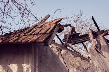 Bina yok, terk edilmiş bir binada ağaçlar büyümek