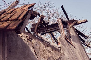 Bina yok, terk edilmiş bir binada ağaçlar büyümek