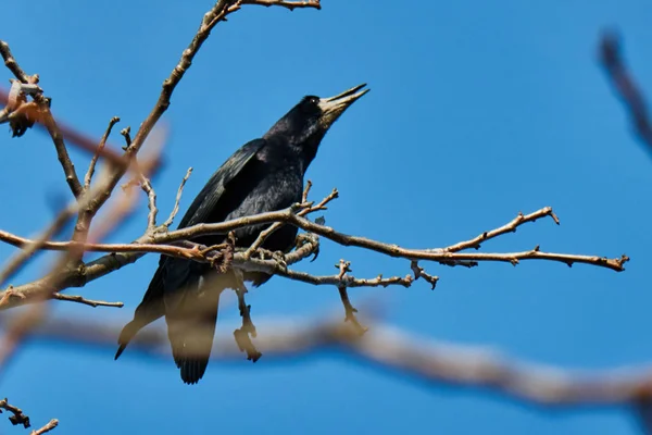 一棵树上的乌鸦 — 图库照片