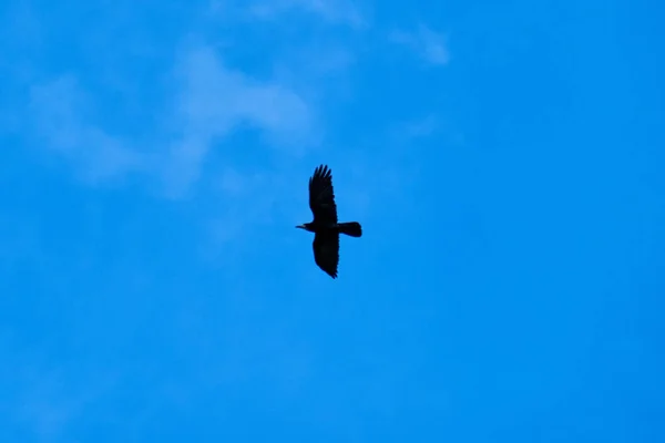 Rabe Fliegt Mit Dem Himmel Hintergrund — Stockfoto