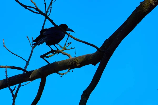 一棵树上的乌鸦 — 图库照片