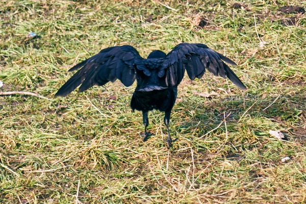 Große Schwarze Raben Auf Dem Gras — Stockfoto