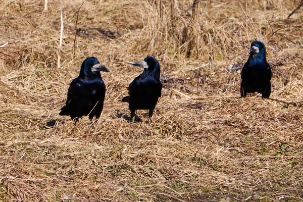 Grandes Cuervos Negros Hierba — Foto de Stock