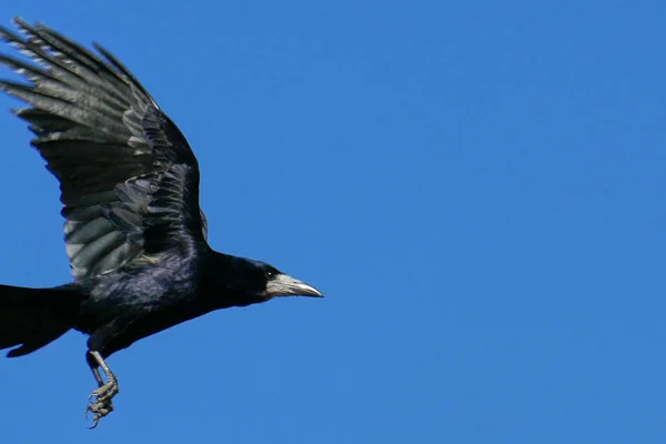 Raven Terbang Dengan Langit Latar Belakang — Stok Foto