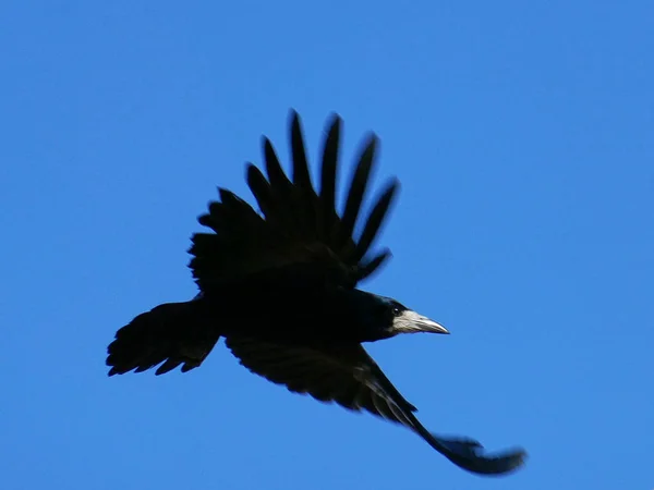 Raven Terbang Dengan Langit Latar Belakang — Stok Foto