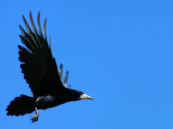 Raven Terbang Dengan Langit Latar Belakang — Stok Foto