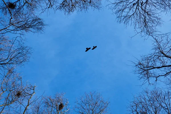 Raven flying with the sky in the background