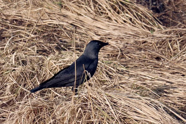 草地上的大黑乌鸦 — 图库照片