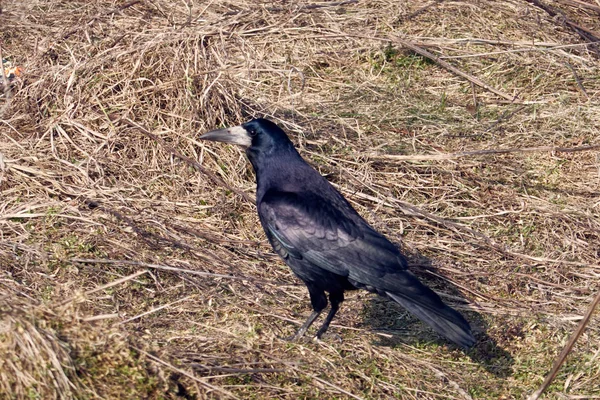 Stora Svarta Korpar Gräset — Stockfoto