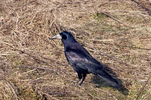 Stora Svarta Korpar Gräset — Stockfoto