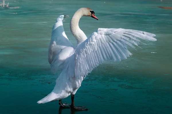 Лебеді Льоду Баланс Крижана Діра Одна Нога Милий — стокове фото