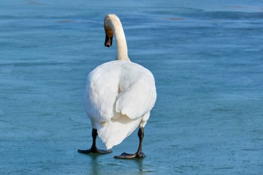 buz, tek ayak üzerinde meditasyon Kuğu