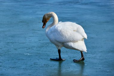 buz, tek ayak üzerinde meditasyon Kuğu