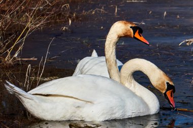 kuğuların buzda, yakın çekim
