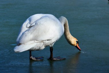kuğuların buzda, yakın çekim