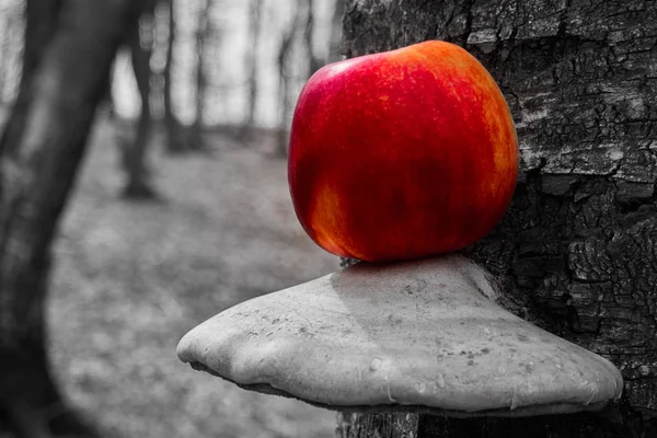 red apples on a trunk of a tree , close up , black and white background