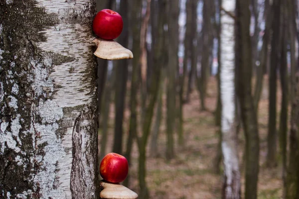 Las manzanas coloreadas sobre el tronco del árbol — Foto de Stock