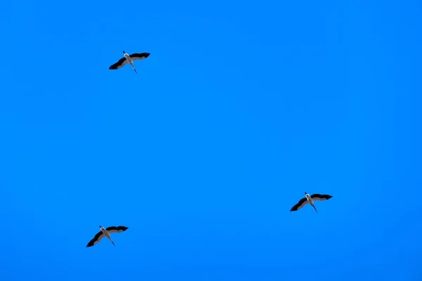 空を飛ぶ 3 つのコウノトリ — ストック写真