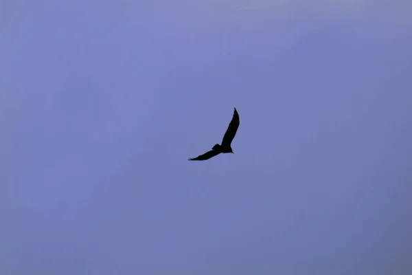 Silhouette von Krähen auf dem Hintergrund des Himmels, ein Rabe im Flug — Stockfoto