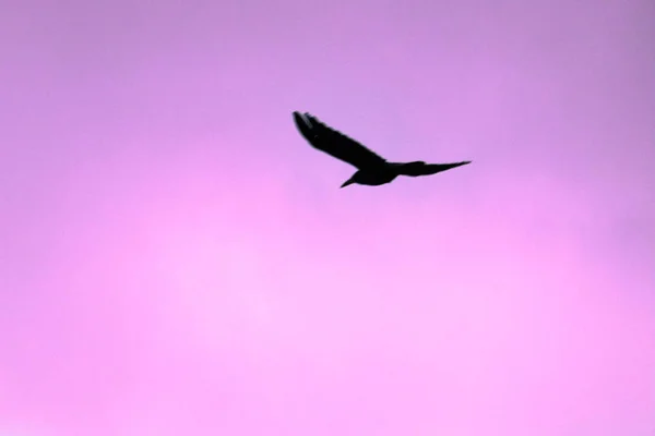 カラスは飛行中の空の背景にカラスのシルエット — ストック写真