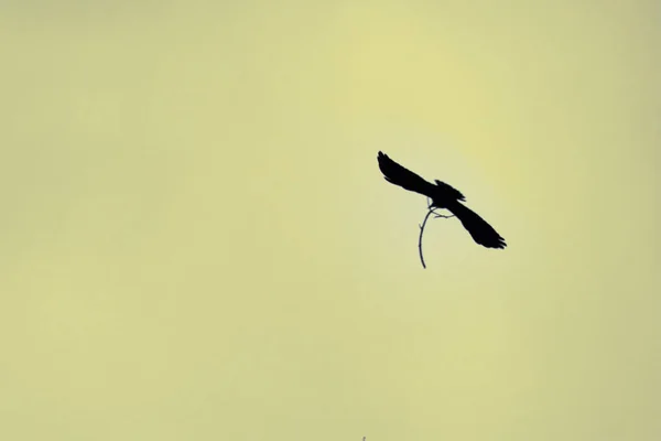 Silhouette von Krähen auf dem Hintergrund des Himmels, ein Rabe im Flug — Stockfoto