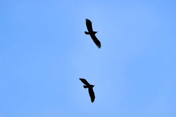 在天空的背景上的乌鸦剪影, 在飞行中的乌鸦 — 图库照片
