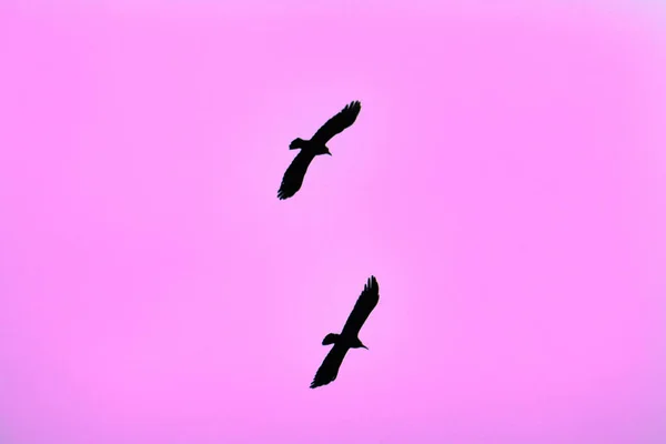 silhouette of crows on the background of the sky , a raven in flight