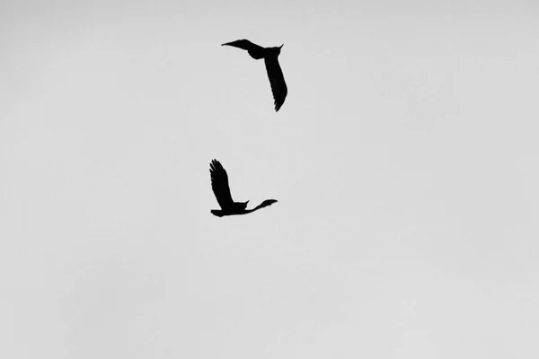 하늘, 비행 까마귀의 배경에 까마귀의 실루엣 — 스톡 사진